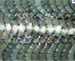 តំលៃបង្កងនៅអាមេរិកបានកើនឡើងខ្ពស់បំផុតពីមុនមក