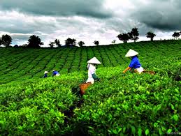 Festivalតែអន្តរជាតិThai Nguyen