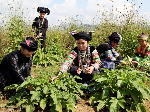 ការងារត្រួតពិនិត្យការកាត់បន្ថយភាពក្រីក្រនៅខេត្ត Ha Giang