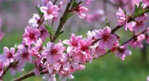 បណ្ដាដំបន់នៅវៀតណាមជួយឧបត្ថម្ភជនក្រីក្រអំណរបុណ្យតេតប្រពៃណី