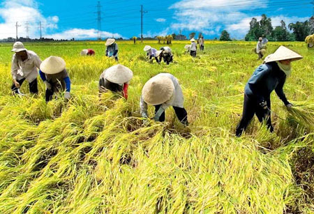DONG THAP ÷បណ្ដាវាលស្រែសម្ព័ន្ធភាព