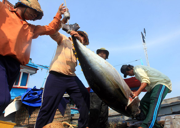 PHU YEN រៀបចំរូបសណ្ឋានផលិតកម្មត្រីធូណា