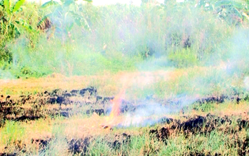 លើកកំពស់ប្រសិទ្ធភាពខាងសេដ្ឋកិច្ចនិងកាត់បន្ថយបរិមាណឧស្ម័នផ្ទះកញ្ចក់ក្នុងការផលិតស្រូវ