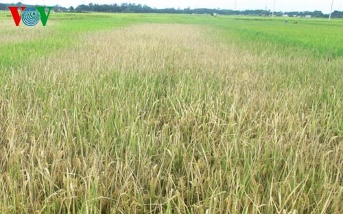 ប្រកាសរបាយការណ៍បរិស្ថានជាតិ២០១៤ដោយប្រធានបទបរិស្ថានជនបទ