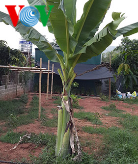 Cuoi Nguon - ម្ហូបដ៏ឆ្ងាញ់របស់ជនជាតិ Thai នៅស្រុក Yen Chau ខេត្ត Son La