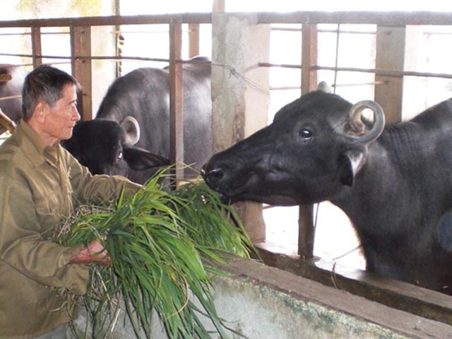 វាលស្មៅខ្ចីលែងមានស្នាមជើងវីរជន Ho Giao ទៀតហើយ