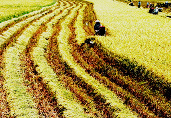 កាសែតអាហ្សង់ទីនលើកសរសើរសមិទ្ធិផលអភិវឌ្ឍន៍កសិកម្មរបស់វៀតណាម