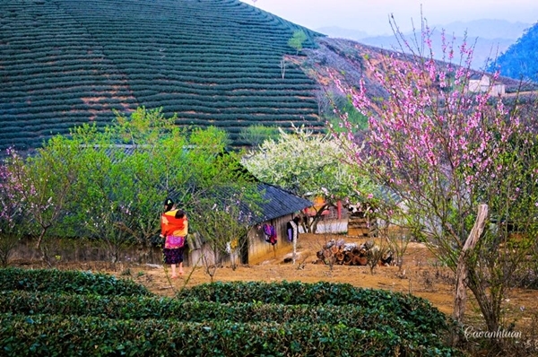 ទស្សនារមនីយដ្ឋាន Moc Chau