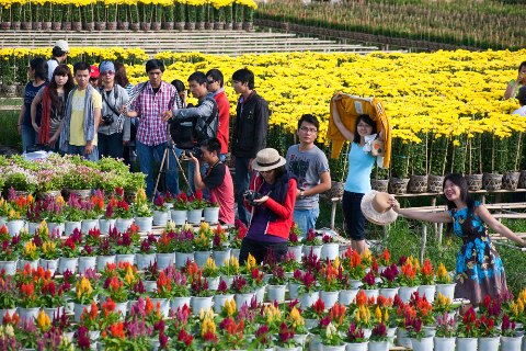 ភូមិផ្កា Sadec ទាក់ទាញភ្ញៀវទេសចរមកទស្សនាជាច្រើនក្នុងឱកាសបុណ្យចូលឆ្នាំថ្មី