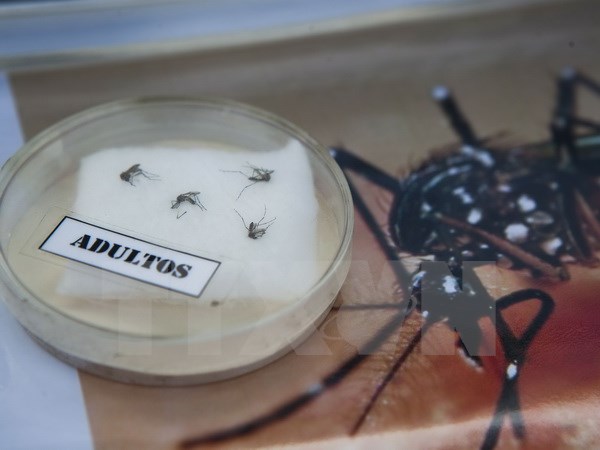 ពិភពលោកបង្កើនការបង្ការប្រឆាំងនឹងវីរុស Zika រីករាលដាល