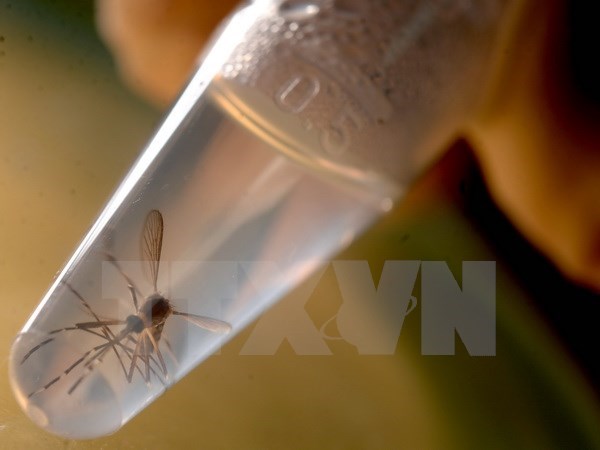 អង់គ្លេសបញ្ជាក់នូវករណីឆ្លងវីរុស Zika ចំនួន៤គិតតាំងពីដើមឆ្នាំមក