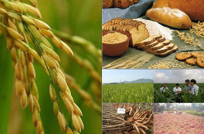 វៀតណាមចូលរូមសន្និសីទ FAO លើកទី៣៣តំបន់អាស៊ី-ប៉ាស៊ីហ្វីក