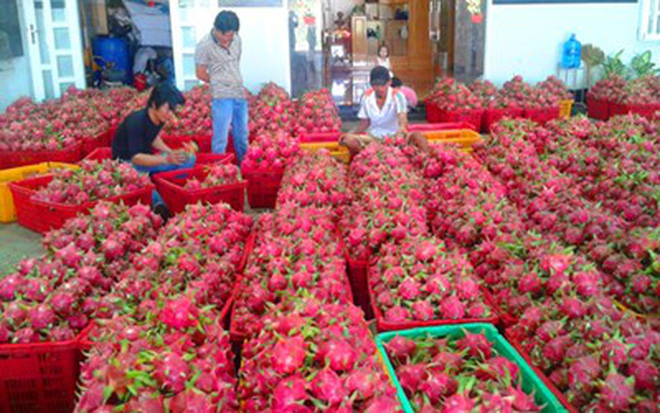 អ្នកបង្កើតផលិតលផលជាច្រើនពីផ្លែស្រកានាគ