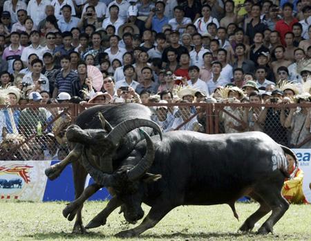 Во Вьетнаме проводят весенние традиционные праздники