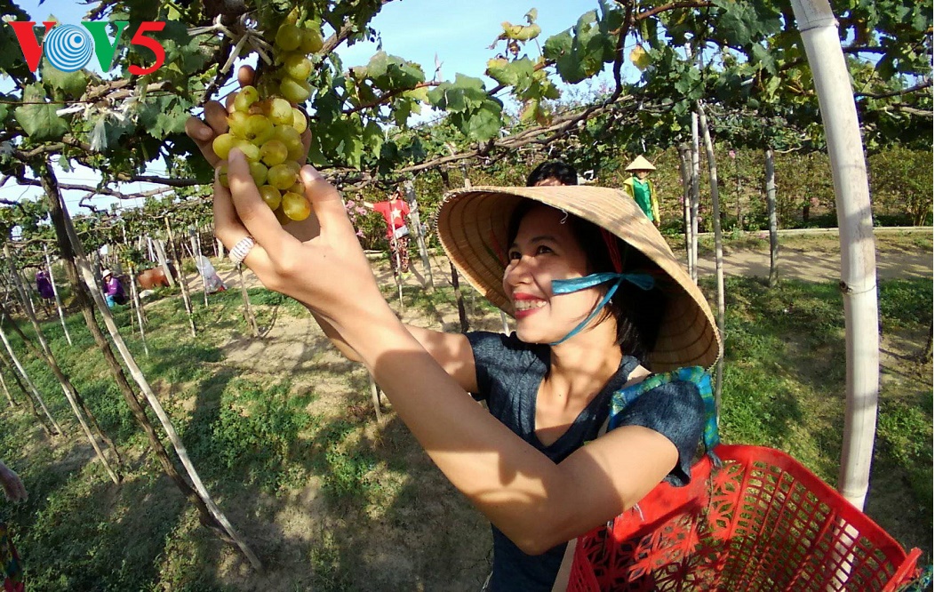 Число туристов, посетивших достопримечательности Вьетнама во время Тэта резко увеличилось