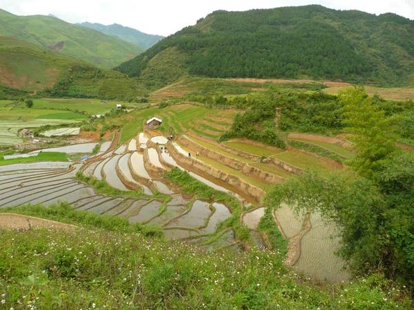 ADAM: fruit de la collaboration agricole entre Vietnamiens et Français