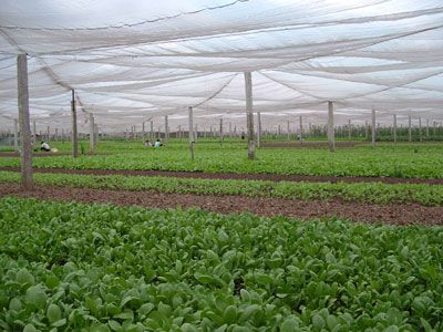 Village maraîcher Thuý Lĩnh à l'oeuvre de rénovation