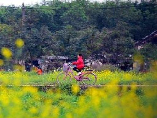 Le printemps s'empare des champs de fleurs de moutarde