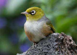 Zostérops, plaisir en vogue des jeunes hanoiens