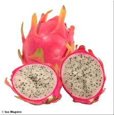 Pour une exportation plus durable des fruits du dragon vietnamiens