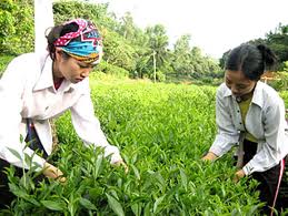 La nouvelle ruralité à Thai Nguyen