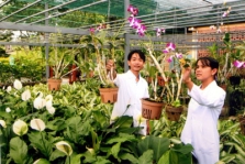 Appliquer les hautes technologies dans la production agricole