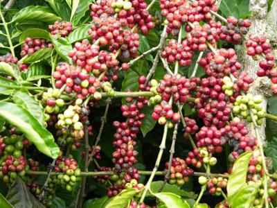 Vietnam, premier exportateur mondial du café vers un développement durable