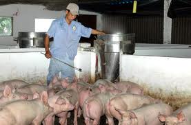 Le paysan Đỗ Văn Đức s’enrichit dans sa commune natale de Hải Triều