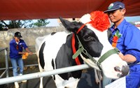 Concours de beauté de vaches laitières de Môc Châu