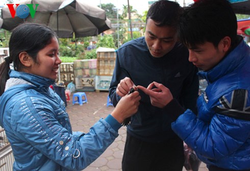 doc dao cho chim canh yen phuc hinh 12