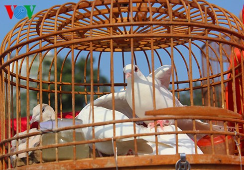 doc dao cho chim canh yen phuc hinh 4