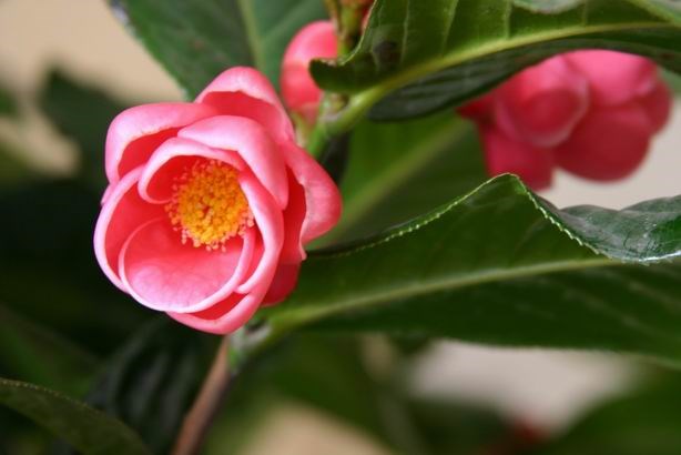 Quelles plantes allez-vous choisir pour le Tet ?