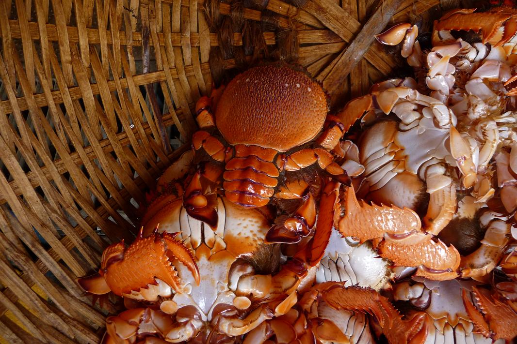Le crabe-girafe - l’ancienne offrande royale