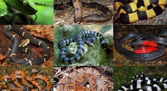 Quels sont les animaux venimeux du Vietnam ?