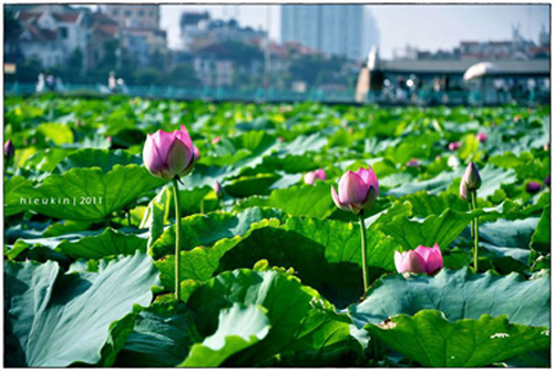 Vũ Hoa Thảo, et le lotus de Quảng An