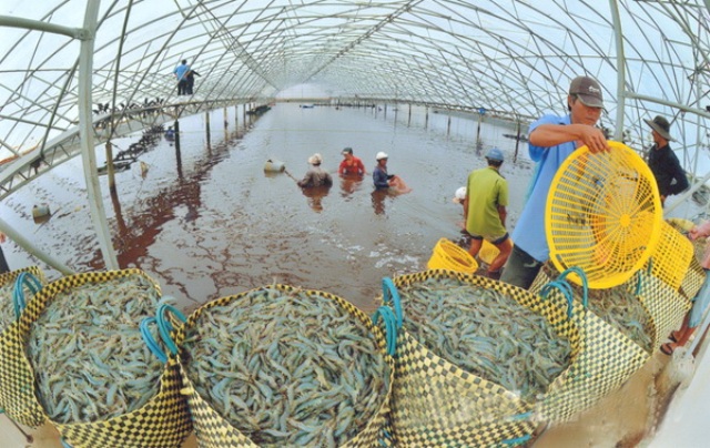 Une pénéiculture à réinventer