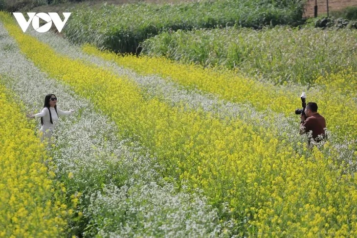 Les couleurs florales annoncent l’hiver sur le plateau de Môc Châu