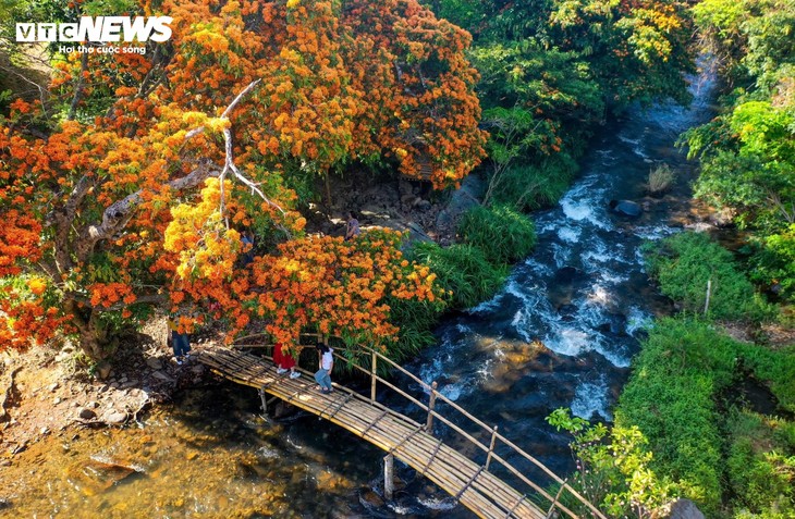 Floraison spectaculaire des hoa trang sauvages: la muse des forêts de Gia Lai s’éveille