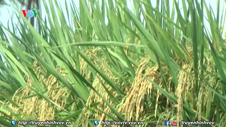 ការនាំចេញអង្កររបស់វៀតណាមព្យាករណ៍ទទួលបាន ៥,២ លានតោនក្នុងឆ្នាំ ២០១៧