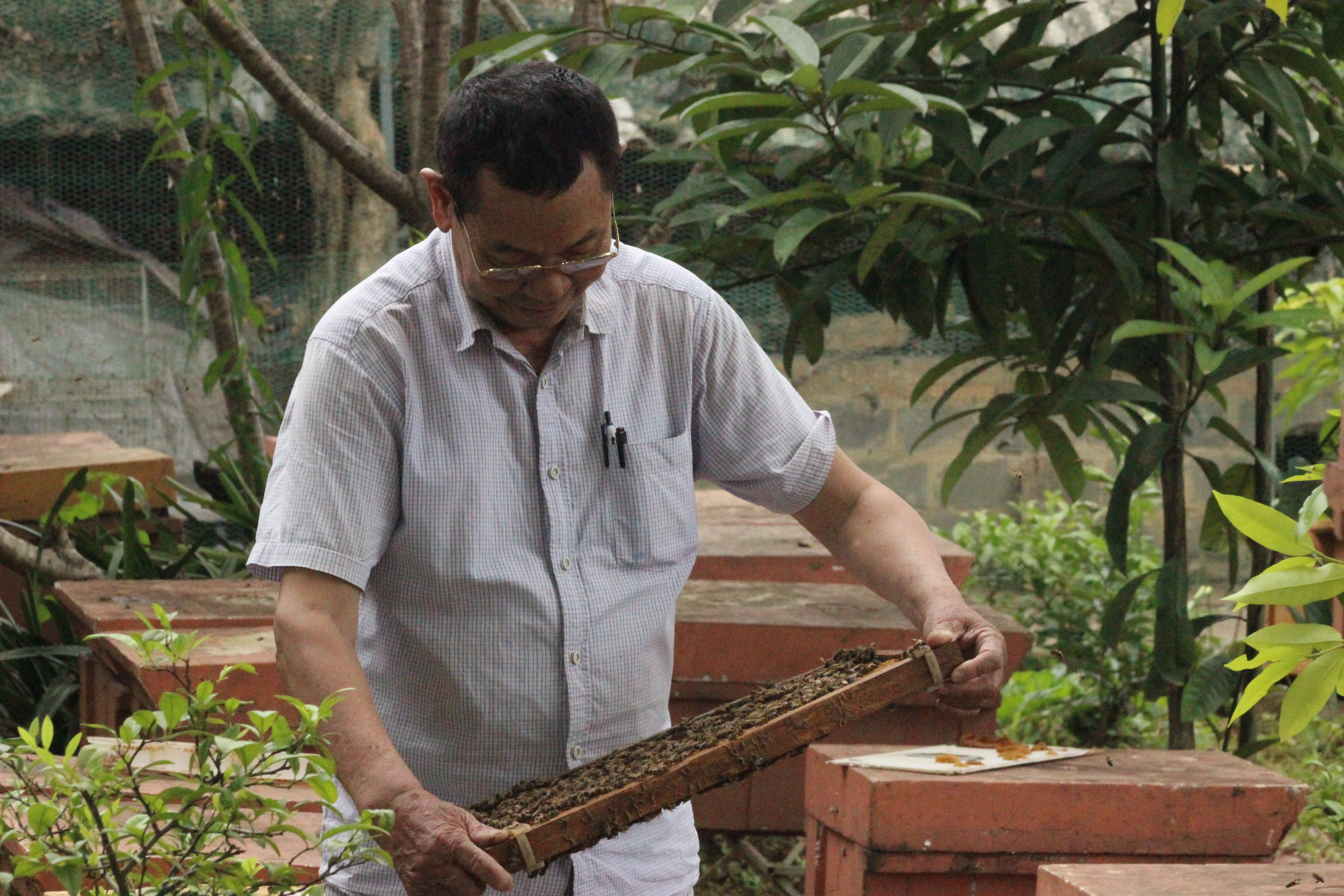 លោក Ho Van Sam ប្រមូលបានប្រាក់រាប់ពាន់លានដុងជារៀងរាល់ឆ្នាំដោយប្រកបមុខរបរចិញ្ចឹមឃ្មុំ