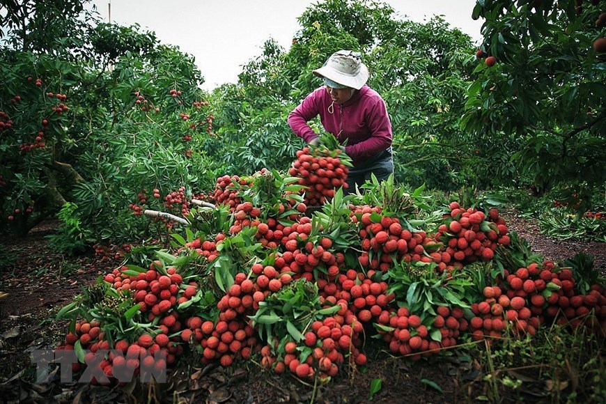 ក្រសួងកសិកម្ម៖ ផ្តួចផ្តើមវិធានការក្នុងការប្រើប្រាស់និងនាំចេញផ្លែគូលេន