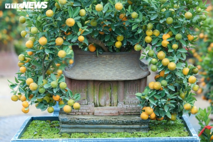 ខ្វិត bonsai ព័ទ្ធជុំវិញផ្ទះបុរាណសម្រាប់អំណរទទួលបុណ្យេតេត ដែលមានតម្លៃរាប់សិបលានដុង