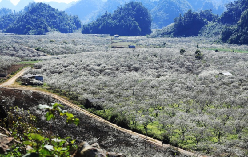 Lembah pohon plum Na Ka – sebuah surga di lereng gunung