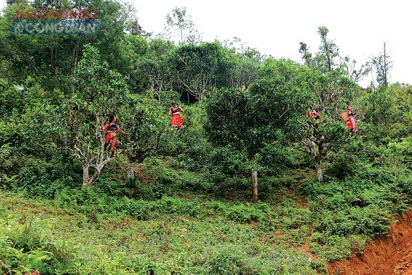 Melakukan Usaha Start-Up dengan  Produk Teh Shan Tuyet Berusia Tua di Ta Xua