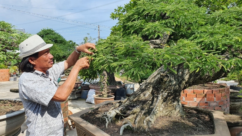 Artisan Bui Quoc Nam – Seorang yang Ganderung Pada Pohon-Pohon “Bonsai Asam Jawa” yang Unik”