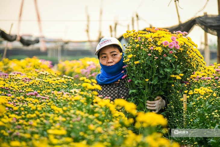Desa Bunga Tay Tuu Masuk Panenan Hari Raya Tet Tradisional 2023