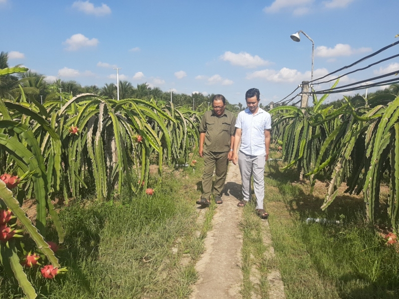 Bapak Le Van Thuy – Petani yang Memperkaya Diri dari Pohon Naga