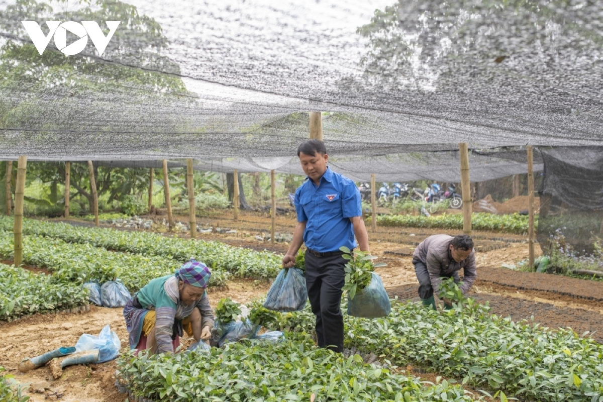 Lelaki Etnis Minoritas Mong dengan Hasrat Menghijaukan Kampung Halaman Daerah Pegunungan