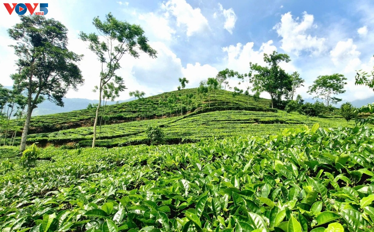 Pohon Teh: Movitasi Ekonomi Daerah Pegunungan Van Chan, Provinsi Yen Bai