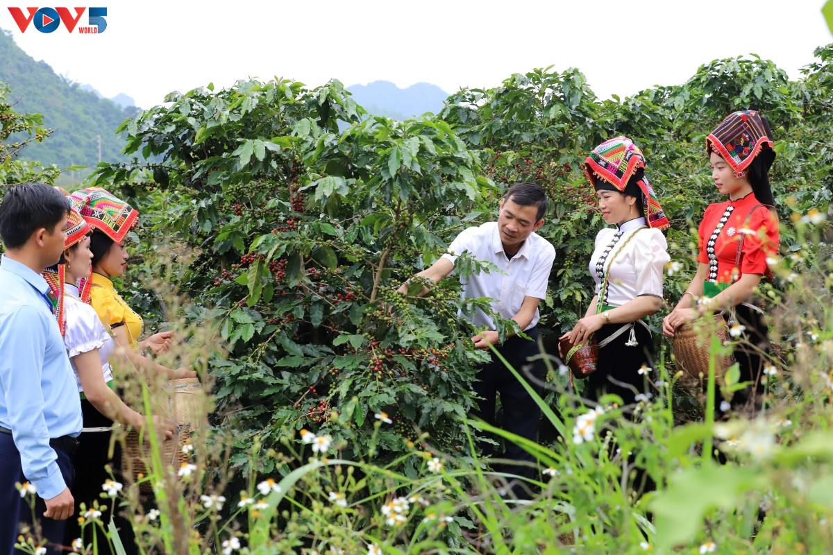 Cabang Pertanian Son La Usahakan Arah Berkesinambungan untuk Industri Kopi